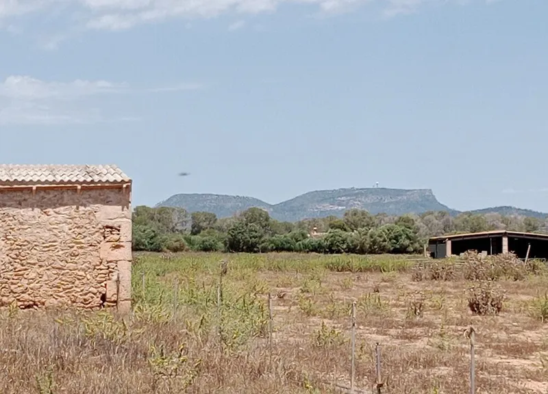 Country Land with Planning Project in Campos, Mallorca — photo 4