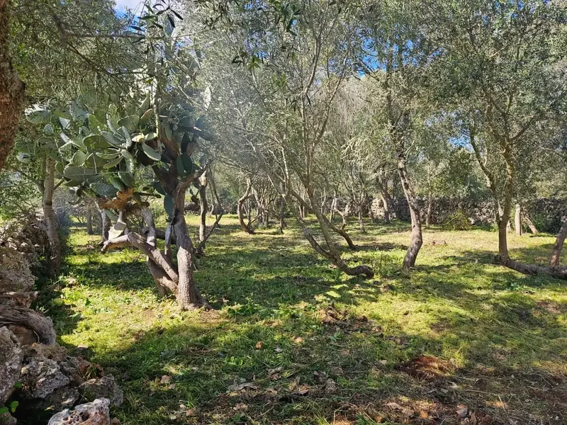 Unique opportunity to acquire a large rustic estate in the tranquil municipality of Costitx, in the heart of Mallorca. — photo 4