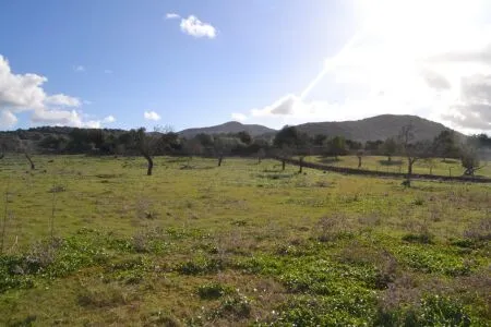 Rustic property - Manacor (Afueras), Built Surface 10m², Plot Surface 42985m² — photo 9