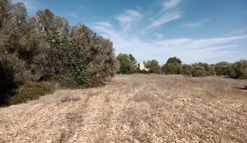 Stunning Rustic Plot in Sa Vinyola, Mallorca — photo 6