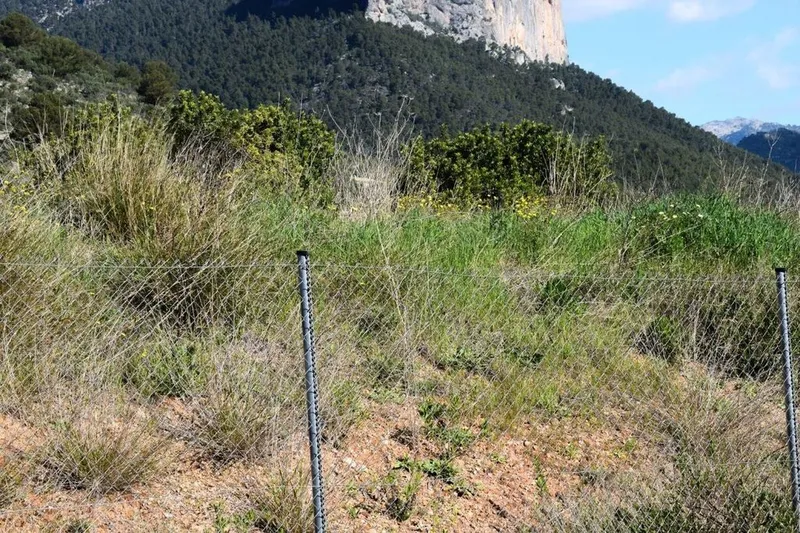 Land in Alaró, Province of Balearic Islands — photo 6