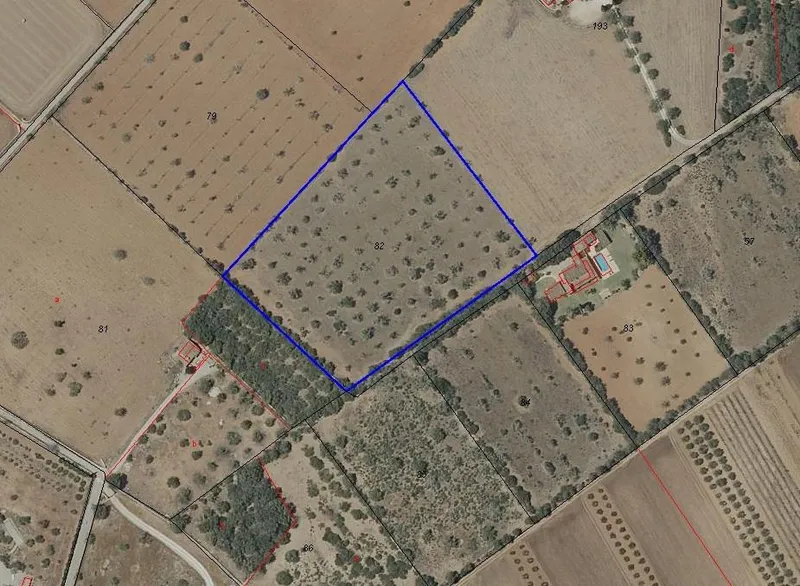 🌿 Unique opportunity in the heart of southern Mallorca – Buildable rustic finca between Campos and Sa Ràpita 🌊 — photo 4