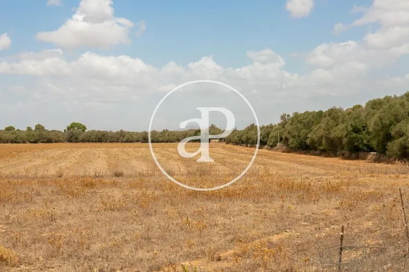 Land in Campos, Province of Balearic Islands — photo 1