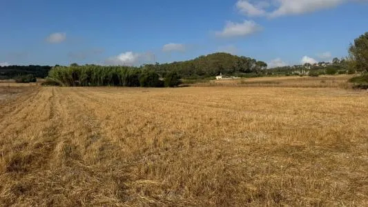 Rustic Land - Maria de la Salut — photo 5