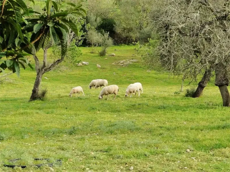 disponible a partir de agosto 2025. vivienda en zona rústica ubicada a 3 minutos de Manacor i a 10 minutos de la localidad de Portocristo. l — photo 11