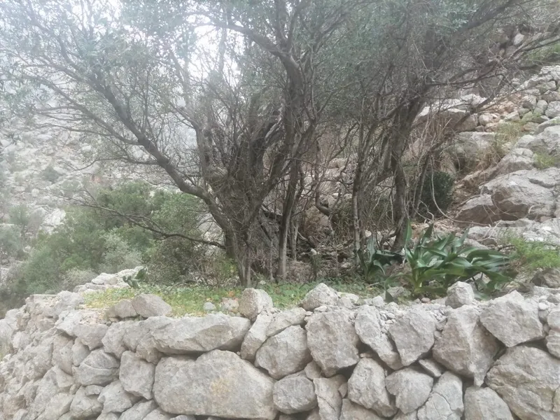 Olive grove in Barranc de Biniaraix — photo 11