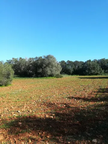 Large plot near Campos in wooded area — T 06 CM — photo 12