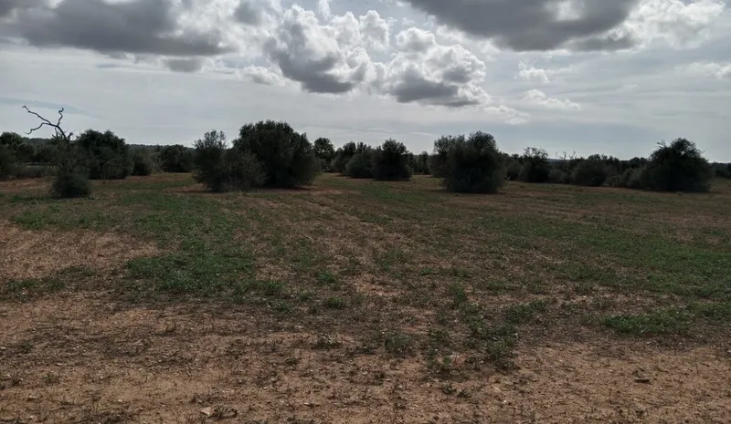 Rustic Land near Campos — photo 6