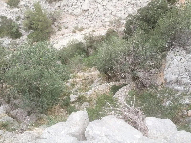 Olive grove in Barranc de Biniaraix — photo 2