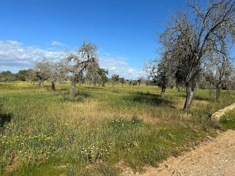 Impressive 18th Century Estate in Algaida — photo 12