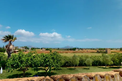 Muro: Natural stone finca with pool and olive tree plantation near Playa de Muro — photo 3