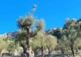 Finca in a Charming and Unique Setting — photo 8