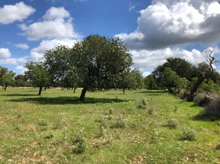 Urbanizable land - Felanitx (SHorta - Cas Concos des Cavaller) — photo 10