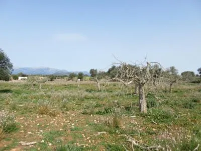 Rural land - Sineu (Llubi), plot surface 17000 m² — photo 5