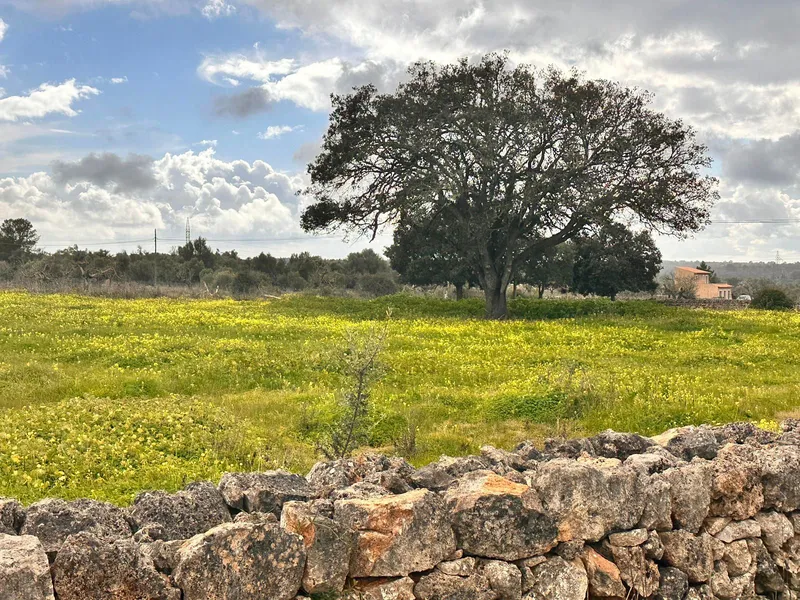 Rustic plot of 18,000 m2 in Sineu with building permit — photo 11