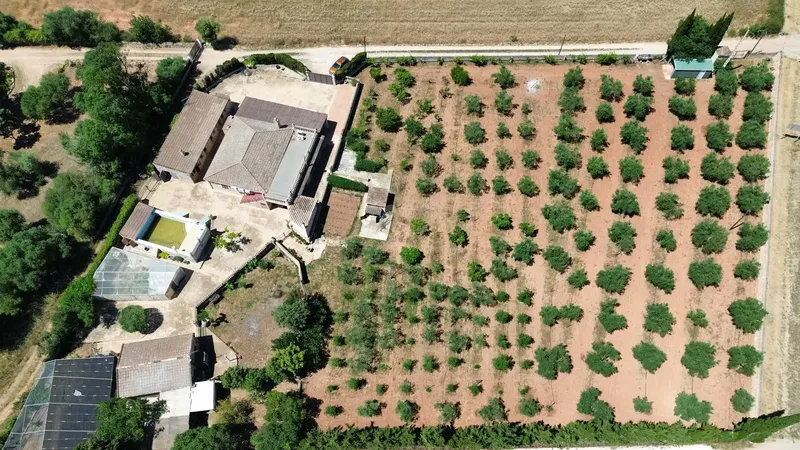 Rustic finca with pool, views and own olive oil production in Santa Eugènia — photo 2