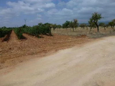 Rural Land - Binissalem, Built Surface 8502 m², Plot Surface 43192 m² — photo 2