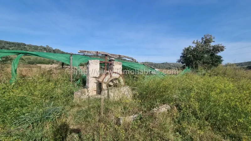 Te presento una encantadora propiedad rústica situada en el idílico pueblo de Petra, en las Baleares, España. Esta bonita finca se extiende  — photo 4