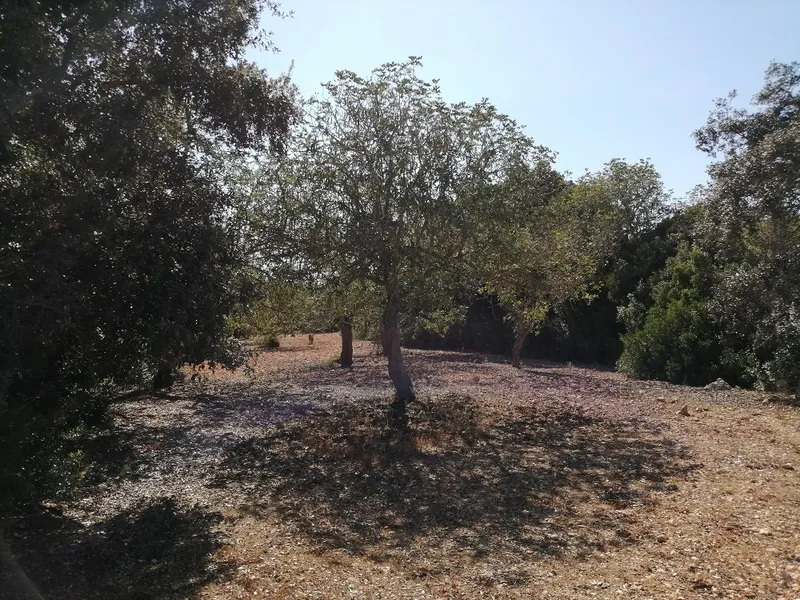 Country Land near Cas Concos — photo 3