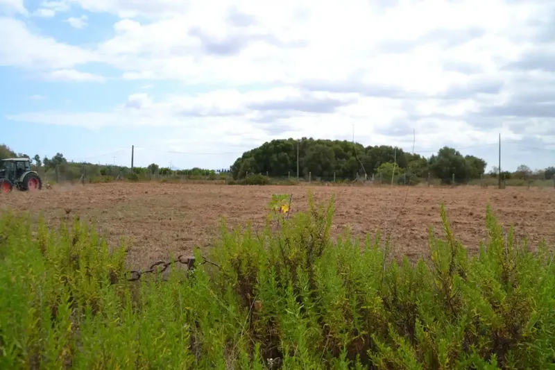In Campanet, finca of about 14,270 m2 of land, completely fenced, with several water wells, town water and Gesa electricity. Views to — photo 4
