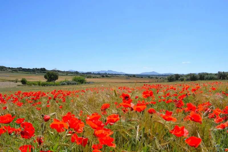 Set of plots totaling 14,100m2 with possibility of building a house in Muro in a quiet area with clear views of the Serra de Tramuntana — photo 1