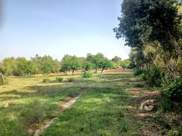 Plot in Felanitx — photo 8