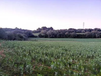 Rustic Land - Manacor (Manacor Centro), Plot Surface 14300m², Distance to the sea 12 Km. — photo 7