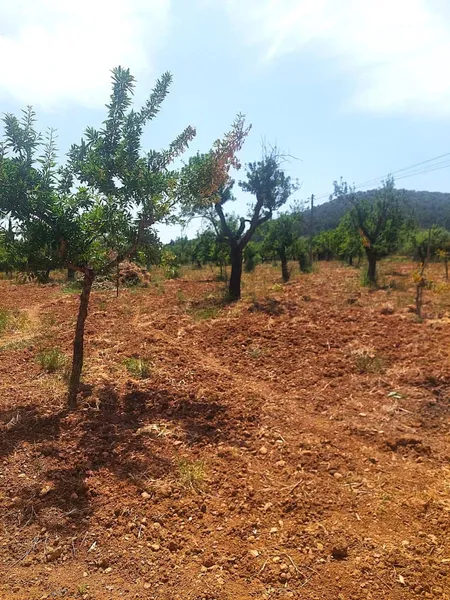 Finca/Country House for rent in Alaró — photo 2