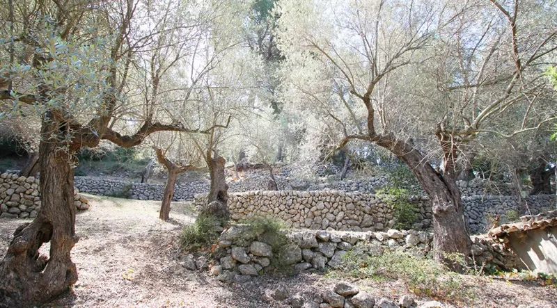 Reduced!!! Olive grove with stunning views of the Port of Sóller — photo 5