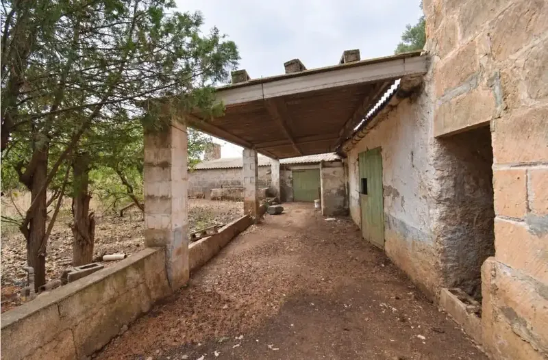 Finca rústica edificable con vistas a la Serra de Tramuntana – Muro. — photo 5