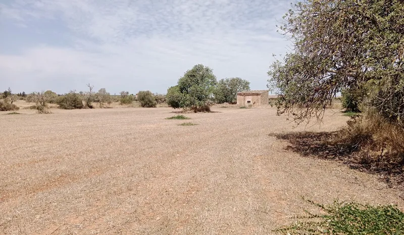 Dream Plot Near Campos: 19,934 m² of Tranquil Mallorca Land — photo 2