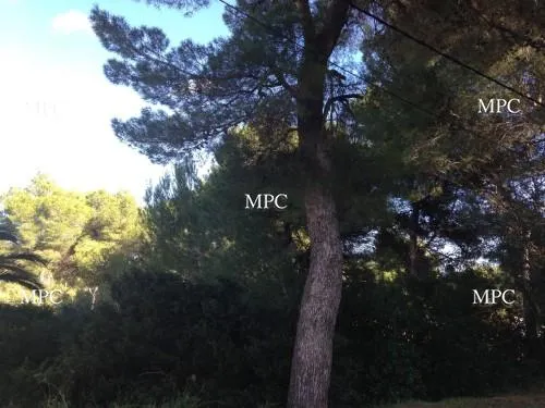 Investment Project. Plot set high on the hillside close to the sea in Costa Canyamel — photo 1