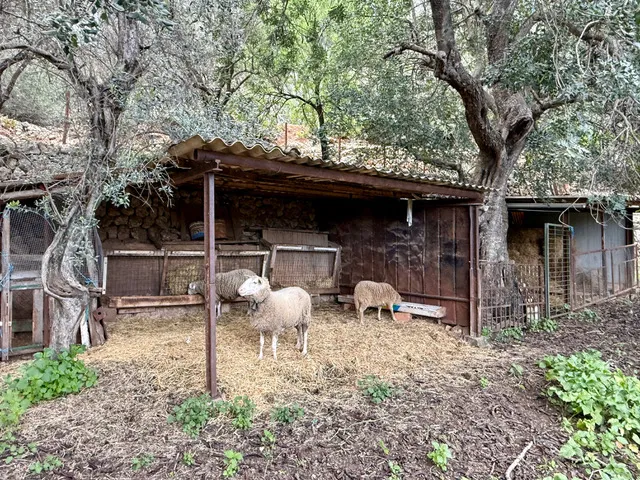 Inmobiliaria Habitat Sóller-Ficha — photo 9