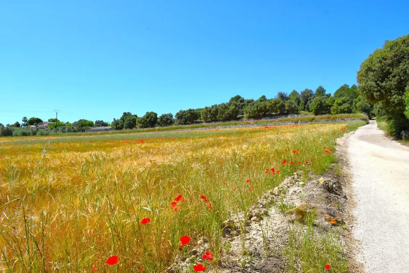Set of plots totaling 14,100m2 with possibility of building a house in Muro in a quiet area with clear views of the Serra de Tramuntana — photo 9