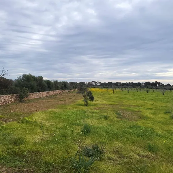 Land in Llucmajor, Province of Balearic Islands — photo 9