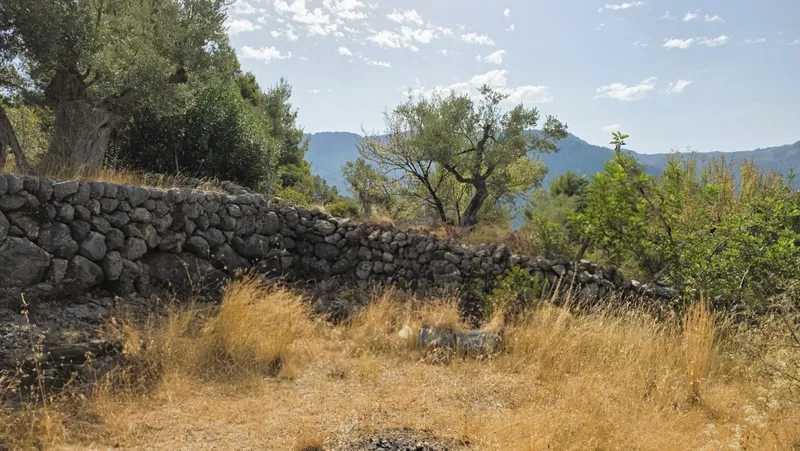 Olive grove in Fornalutx with tool shed — photo 12