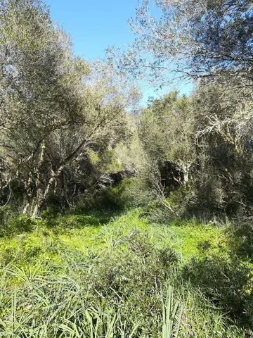 Large plot near Campos in wooded area — T 06 CM — photo 2