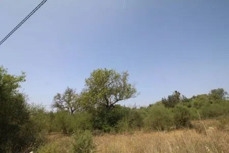 Rural Land - Llucmajor (Llucmajor (Campo)), Plot Surface 5965m² — photo 12