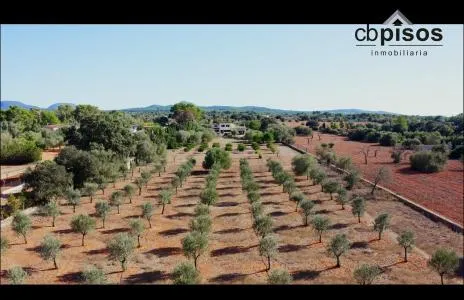 Rustic property - Algaida (Rustica), Built Surface 453m², Plot Surface 15921m², 4 Bedrooms, 2... — photo 7