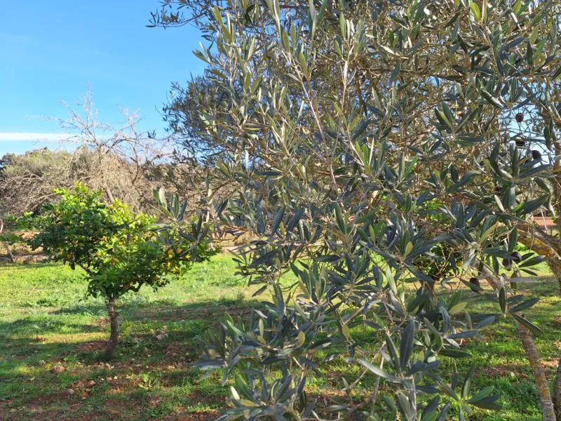 Sant Joan (Centre of the Island): Charming finca with pool, private well, guest apartment and 82 m² shed — photo 6