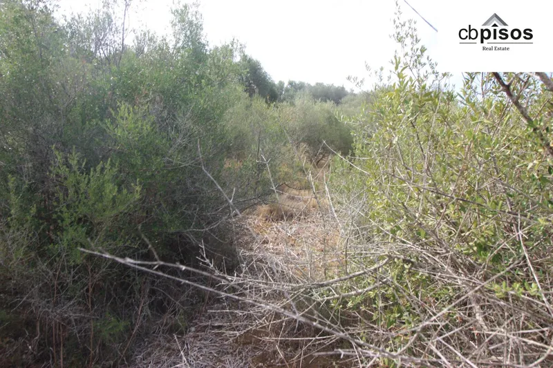 Rural Land - Petra, Built Surface 622m², Plot Surface 3551m² — photo 5
