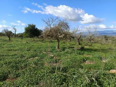 Rustic Land - Costitx, Plot Surface 60138m² — photo 3