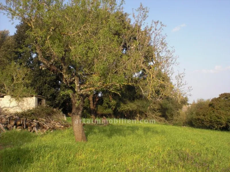 Plot in Artá — photo 1
