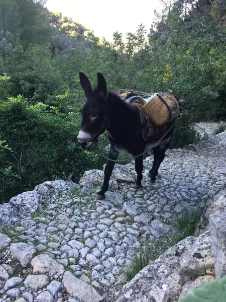 No car access! 30 min on foot. Barranc de Biniaraix, more than 100 olive trees, 19,000 m2. Real estate agencies abstain. — photo 3