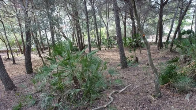 Plot for sale in Cala San Vicente, Mallorca — photo 10