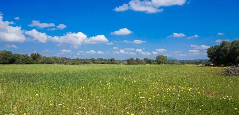 Rustic estate near Cala Pí — 136,400 m², Llucmajor area, 10 min from the coast — photo 6