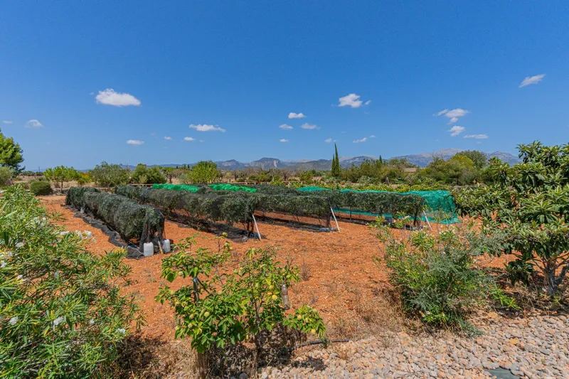 Exclusive luxury finca with pool, olive grove and vineyard in Inca — photo 5