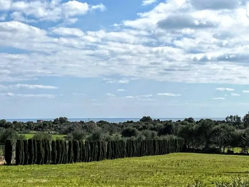 This Mediterranean finca is situated on a plot of 14,200 m² in a quiet area of Porto Cristo. — photo 4