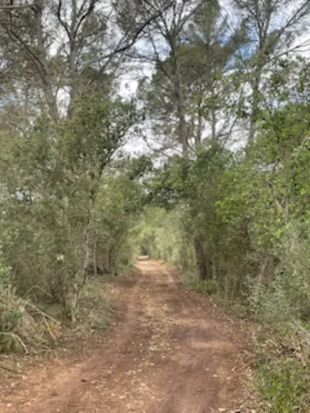 Rustic plot with license in Felanitx — photo 3