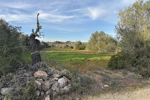 Land in Santanyi, Mallorca — photo 1